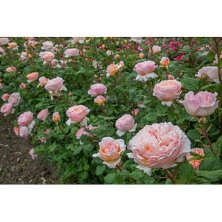 Heirloom Roses The Lady - Hybrid Tea Rose Plants - Live Plant Flowers ...
