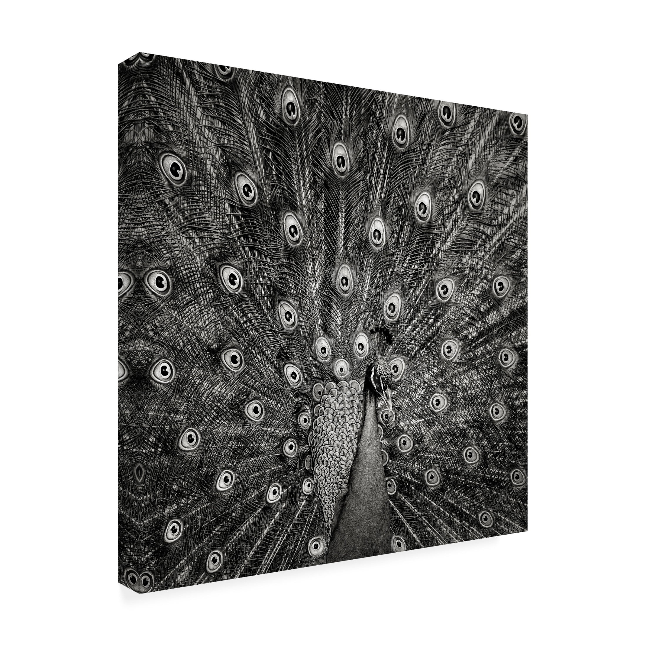Trademark Fine Art Christian Meermann Peacock 6 Canvas Wall Art