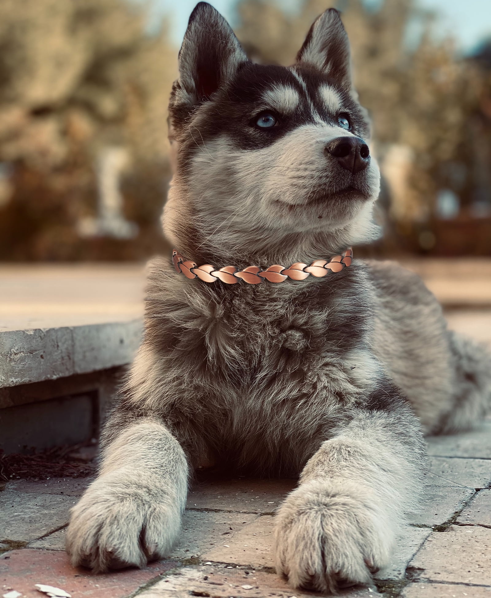 Solid Copper Dog Collar, 14inch, Link Dog Collar, Chain Dog