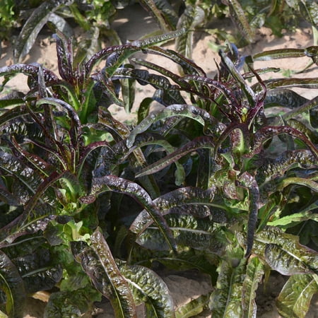 Lettuce Seeds - Purple Sword Celtuce - 1 Lb ~454400 Seeds - Non-GMO Heirloom - Asian Garden Vegetable
