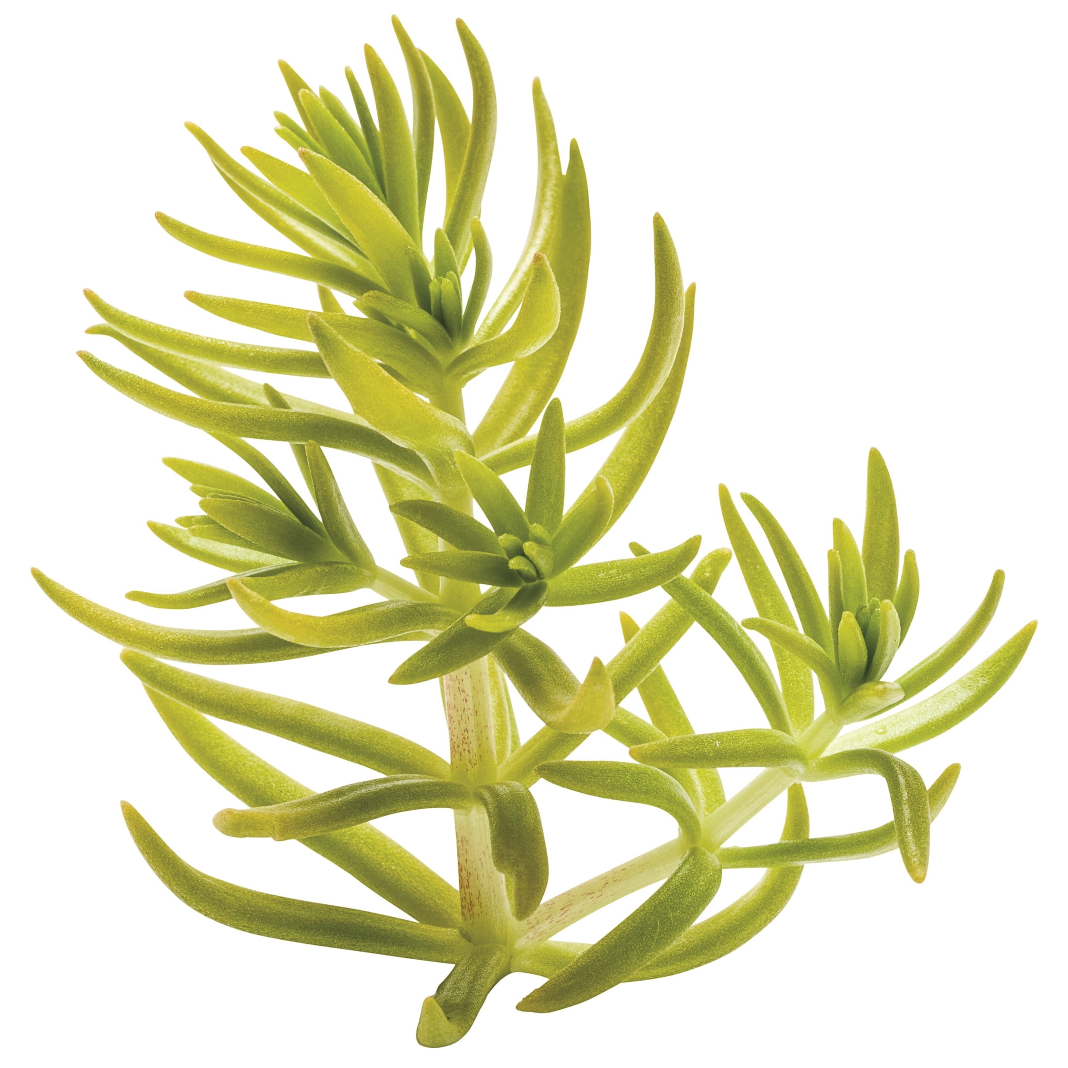 Proven Winners 8" Lemon Coral Stonecrop Live Plant in 6.5" Pot
