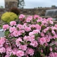 thumbnail image 2 of Direct Gardening 2 Gal. Pot, Ever After™ Blush Pink Flowering Reblooming Azalea Shrub Potted Plant, 2 of 6