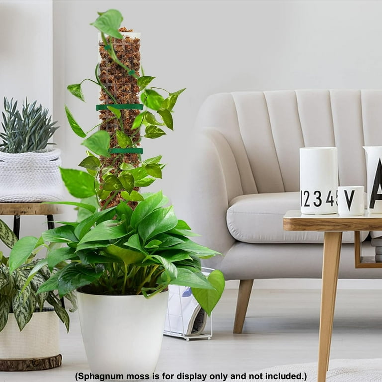 philodendron florida green mature Philodendron Florida Ghost Mature Size main image 1