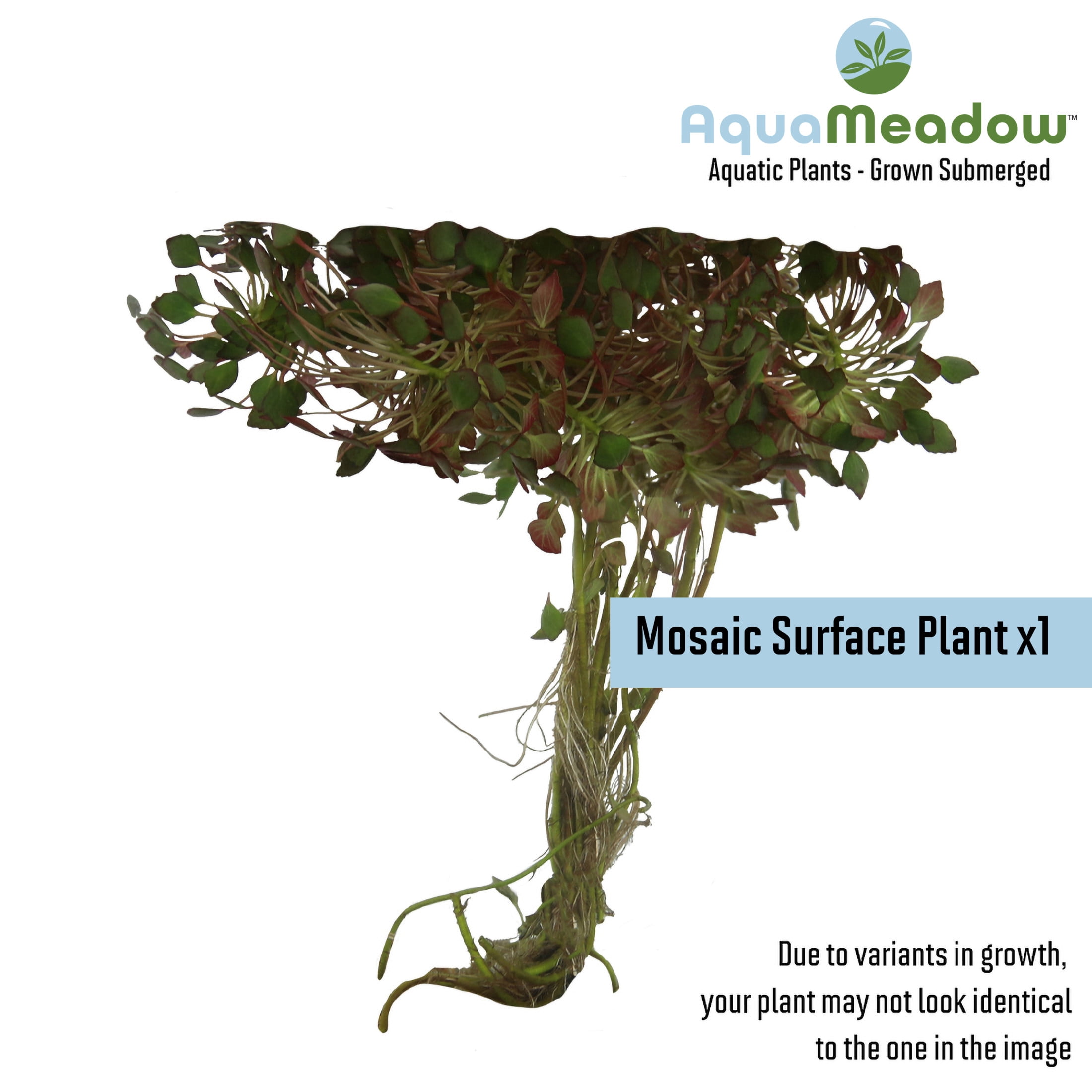 AquaMeadow Floating Pond Plant Bundle