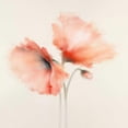thumbnail image 3 of Prior, J.P. 12x12 Black Modern Framed Museum Art Print Titled - Pink Chiffon I, 3 of 5