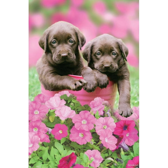 Keith Kimberlin - Labs Wall Poster, 14.725" x 22.375"