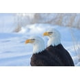 thumbnail image 2 of Su, Keren 32x23 Black Ornate Wood Framed with Double Matting Museum Art Print Titled - Two Bald Eagles-Haliaeetus leucocephalus-Alaska-US, 2 of 4