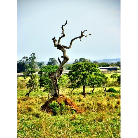 Best LAMINATED POSTER Brazil GoiÃ¡s GoiÃ¢nia Cerrado Deforestation Poster Print 24 x 36 deal