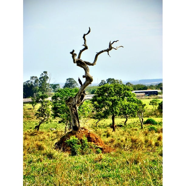 Peel N Stick Poster Of Brazil Goiaƒae A A Aƒa Sa A S Goiaƒae A A Aƒa Sa A Nia Cerrado Deforestation Poster 24x16 Adhesive Sticker Poster P Walmart Com Walmart Com