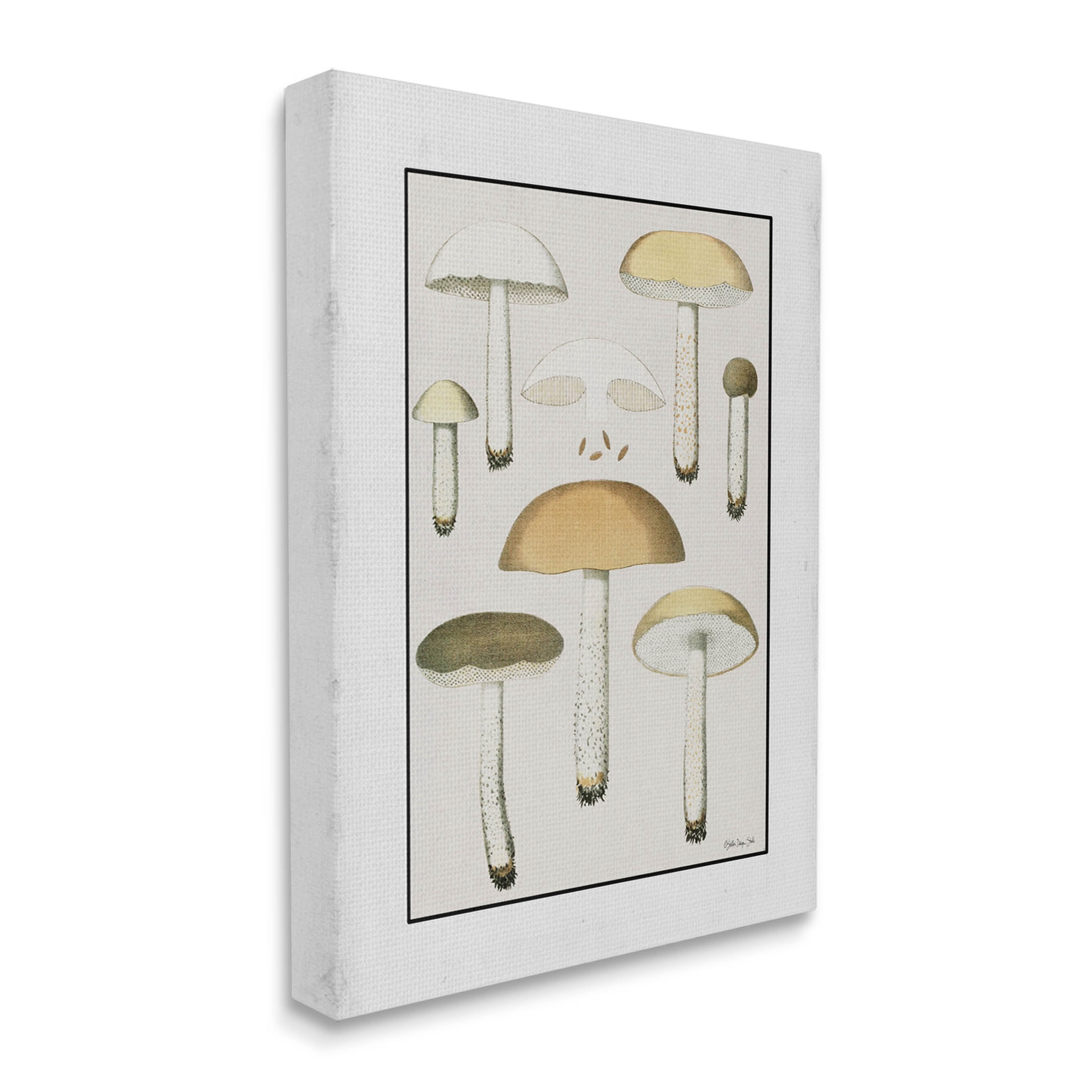Various Mushrooms Forest Plant Botanical & Floral Graphic Art Gallery Wrapped Canvas Print Wall Art