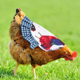 thumbnail image 4 of 4 piezas de silla de montar para pollo, correas para chaqueta de pollo, delantal para gallina, delantal para pollo, 4 of 5