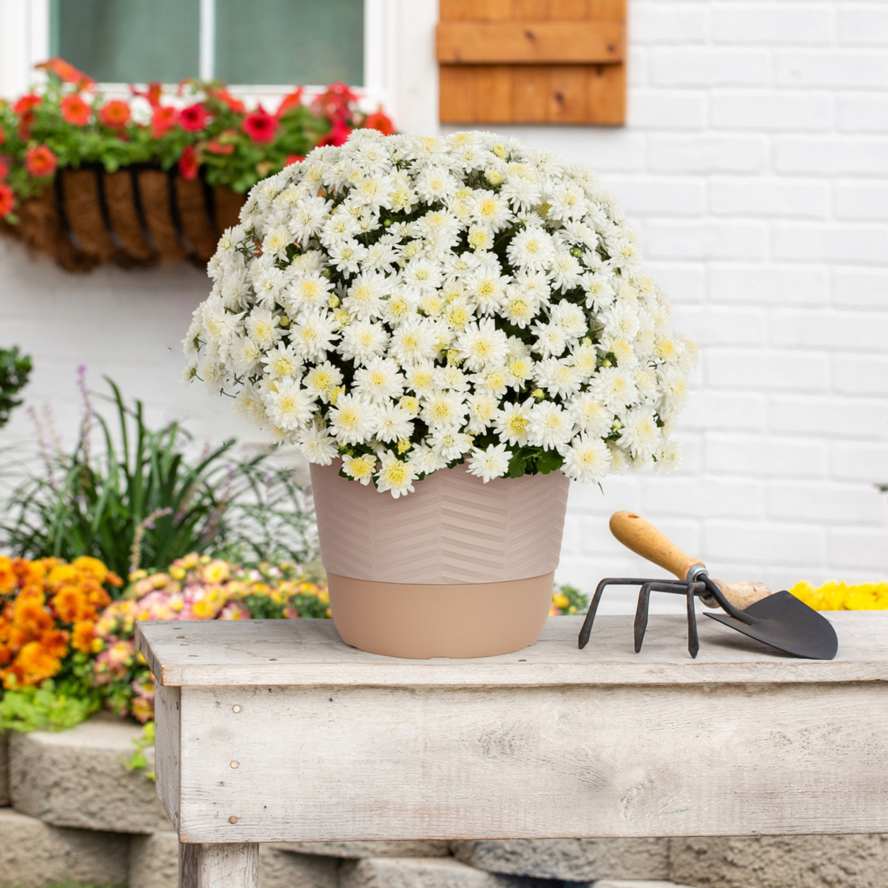 Better Homes & Gardens 1.5Gal White Garden Chrysanthemum Plant Decorative Pot Sun