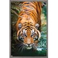 thumbnail image 1 of Tigre - Eau, 1 of 4