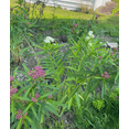 thumbnail image 2 of Pack 2 White Milkweed Plants Asclepias Tuberosa Flower Live Plants Tropical Milkweed Plants 4-6 Inch Tall - Ship No Pot, 2 of 7