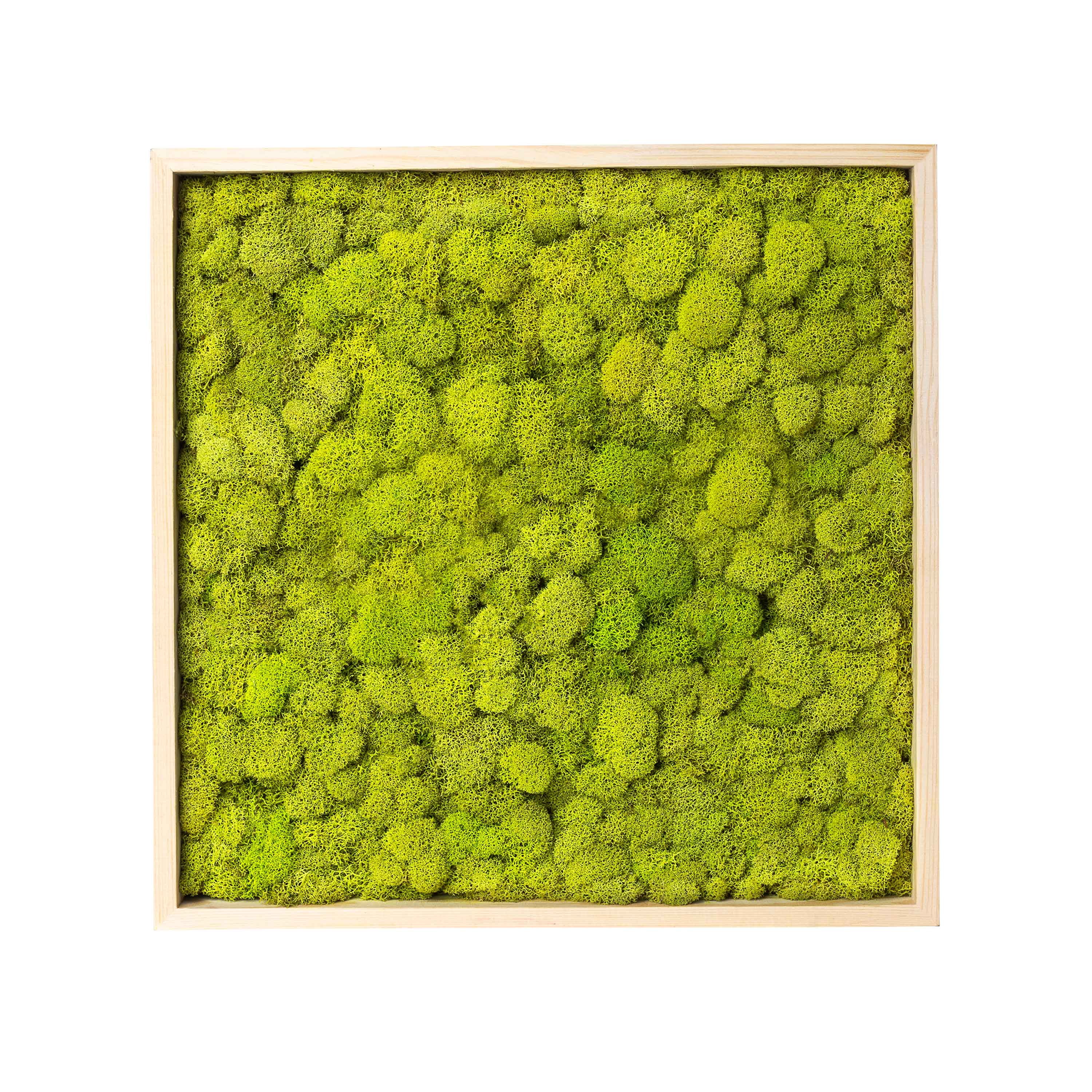 ProFlora Preserved Reindeer Moss, Chartreuse Green