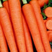 Organic Tendersweet Carrot Seed - 500 mg ~350 Seeds - Non-GMO, Open Pollinated, Heirloom, Vegetable Gardening Seeds