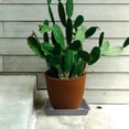 thumbnail image 3 of Shisuyan Flowerpot Base ABS 10Pack 6x6in, 3 of 8