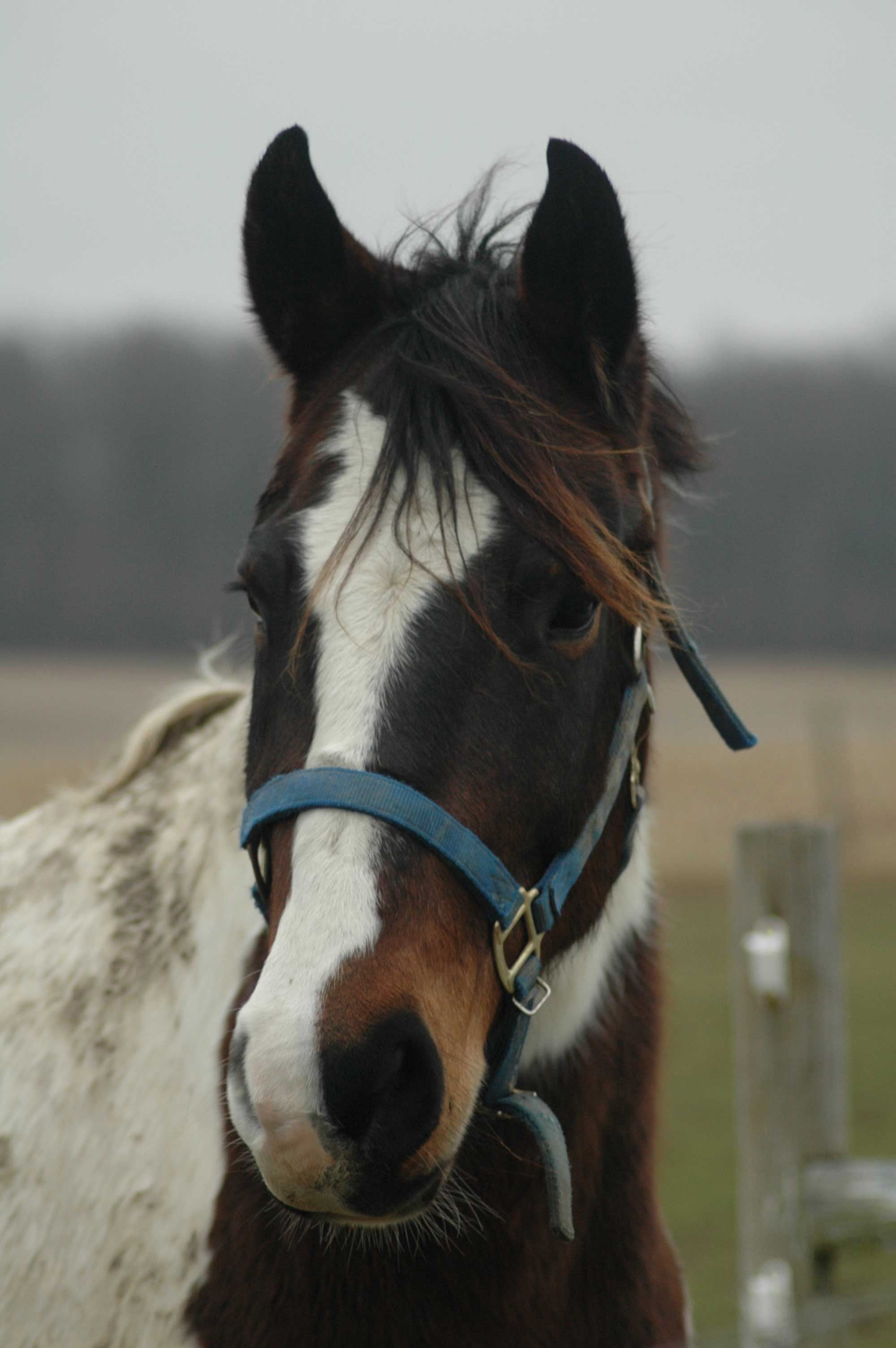 Guernsey Horse Glossy Poster