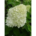 thumbnail image 2 of Limelight Hydrangea, 2 of 6