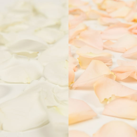 Rose Petals 5 Bags of White and Peach Farm Direct Fresh Cut Flowers Petals by Bloomingmore
