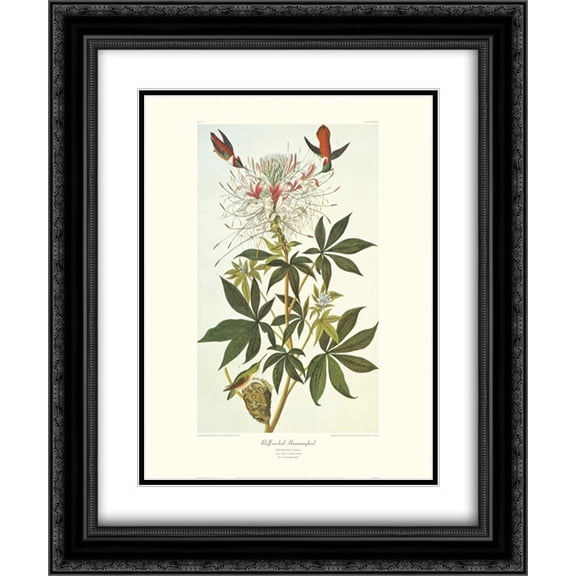 Ruff-Necked Hummingbird (decorative border) 2x Matted 20x24 Black Ornate Framed Art Print by Audubon, John James