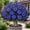 E, variant on 10 Desert Rose Seeds-Low Maintenance-Ideal for Beds Borders, Plant Pots & Planters