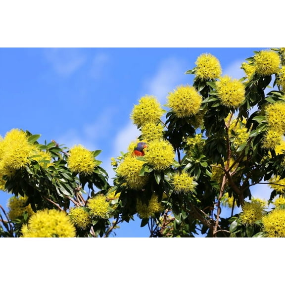 Dwarf Golden Penda Seeds for Planting (30 Seeds) - Xanthostemon chrysanthus - Olympic Gold Flowers