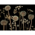 thumbnail image 2 of Frank, Assaf 24x19 White Modern Wood Framed Museum Art Print Titled - Meadow flowers, 2 of 4