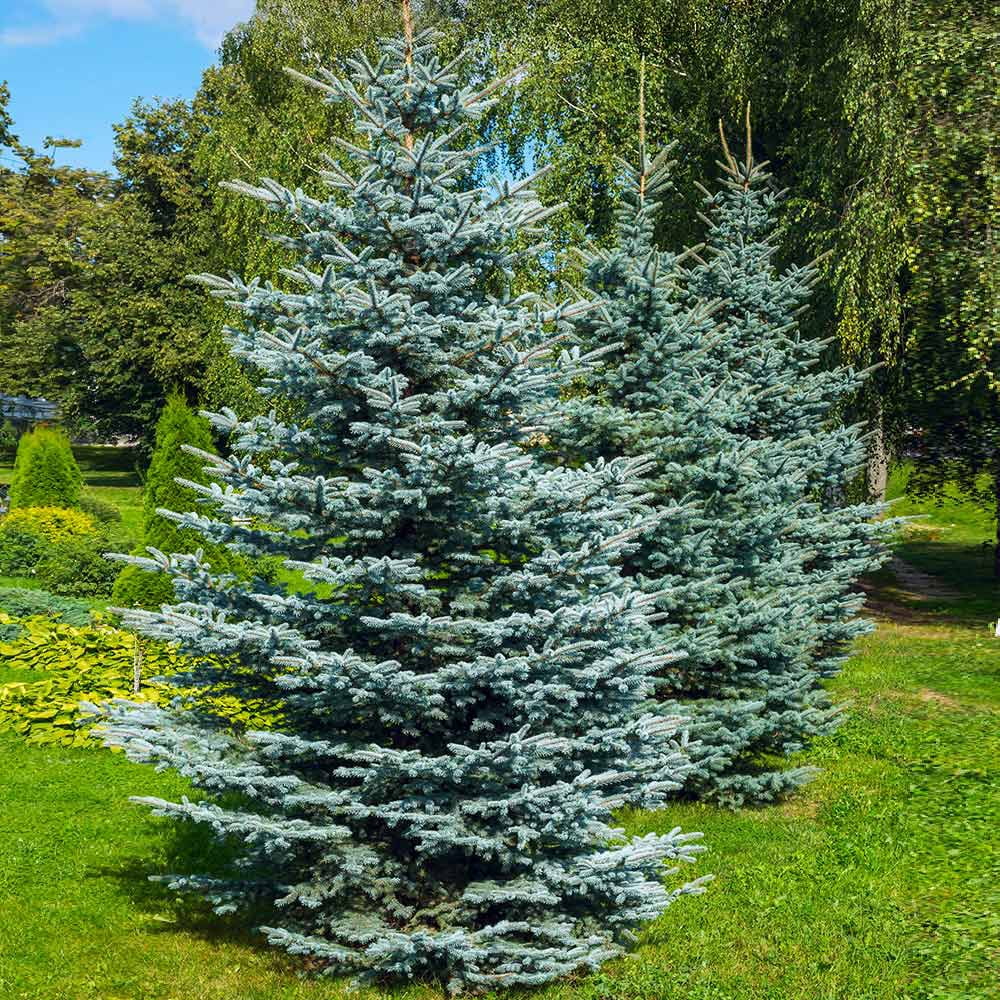 Expert Gardener 3.25G Colorado Blue Spruce Evergreen Live Shrub, Full Sun