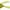 Rainforest Yellow, variant on Spro SBEF65HRNT Dean Rojas Bronzeye Fishing Bait, Hornet