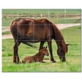 thumbnail image 1 of Horse Ceramic Tile Mural Kitchen Backsplash Bathroom Shower, 402869-XL54, 1 of 9