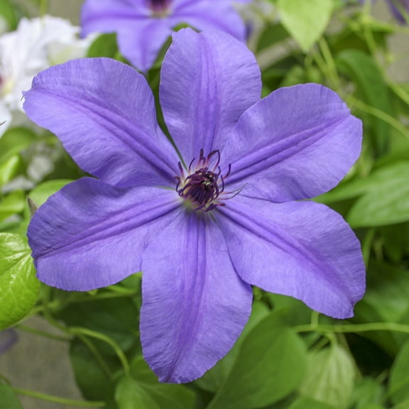 Ilka Purple Flowering Clematis Vine Bare Root Perennial Starter Plant - 1 starter plant per offer