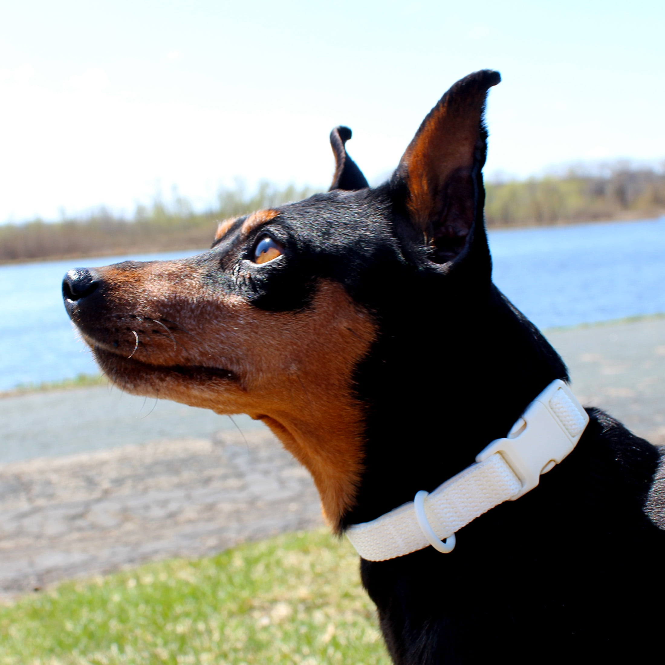 Vibrant Life Neoprene Cushioned Adjustable Dog Collar, Vanilla Cream, Large