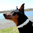 thumbnail image 3 of Vibrant Life Neoprene Cushioned Adjustable Dog Collar, Vanilla Cream, Small, 3 of 8