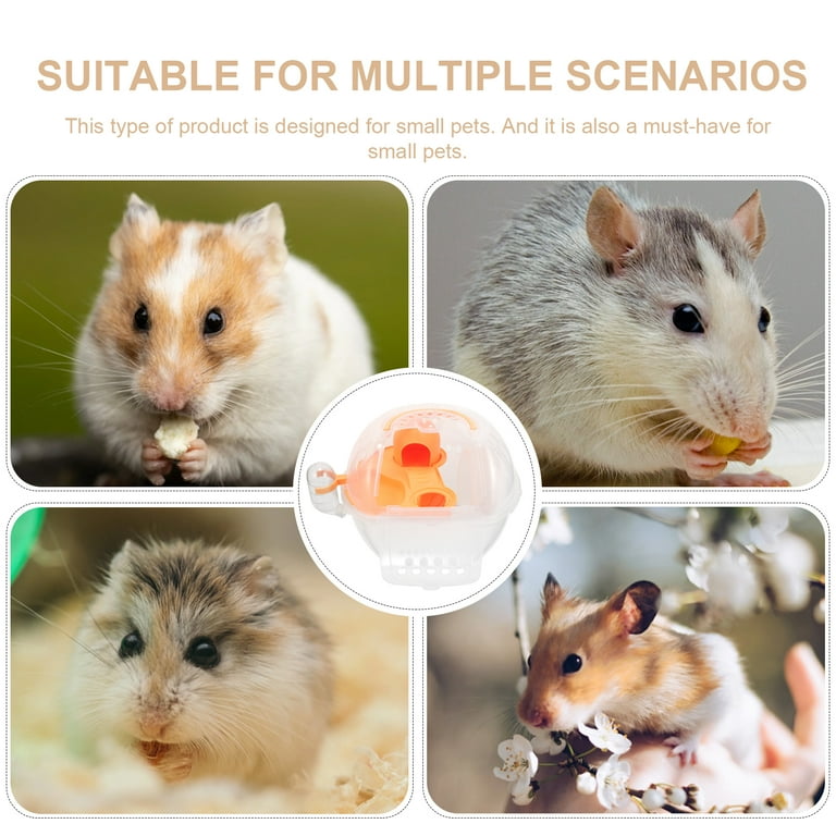 Hamster Species All About Syrian Hamsters Hamster Fashionable