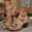 Beige, variant on Women's Block Heels Sandals, Open Toe Ankle Buckle Floral Fashion New Style Casual Dressy Office Shoes Blue 5.5