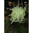 thumbnail image 5 of 6 inch pot- Curio Radicans very hardy easy care- Succulent hanging plant - Get Similar To Picture, 5 of 7