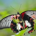 thumbnail image 2 of Fitzharris, Tim 26x26 White Modern Wood Framed Museum Art Print Titled - Citrus swallowtail butterfly-Papilio alphenor, 2 of 4