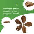 thumbnail image 6 of Josh's Frogs Indian Almond Leaves (5 pack), 6 of 6