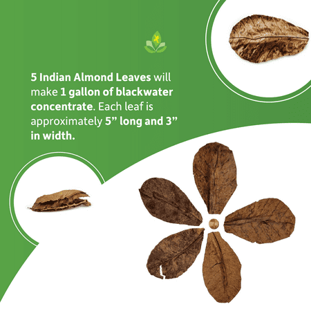 Josh's Frogs Indian Almond Leaves (5 pack)