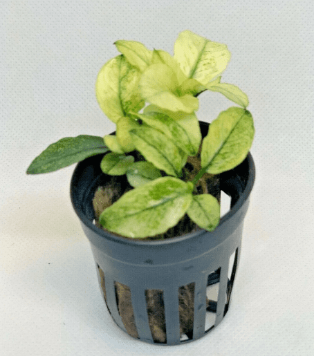 Anubias Nana Pinto (White Variegated) – Easy Live Aquarium Plant for Freshwater Tanks
