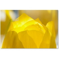 Trademark Fine Art "Yellow Tulip Double Exposure" Canvas Art by Kurt Shaffer