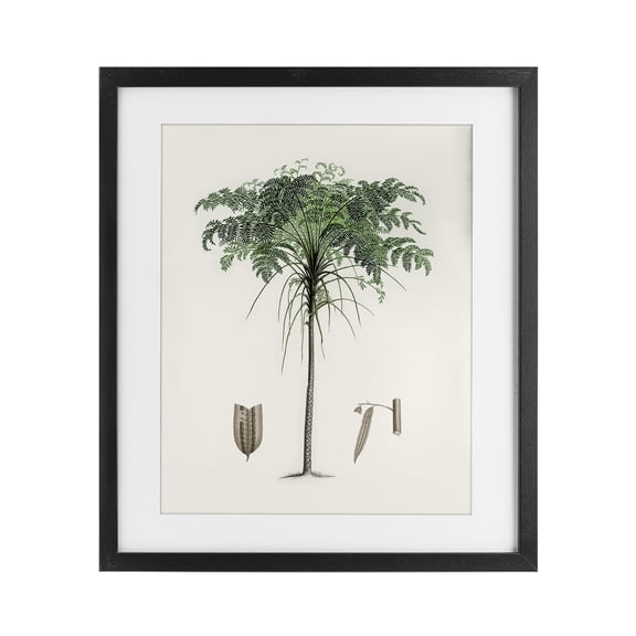 Stupell Industries Vintage Palm Tree Study Black Framed Print Under Glass design by CAD, 16 x 13