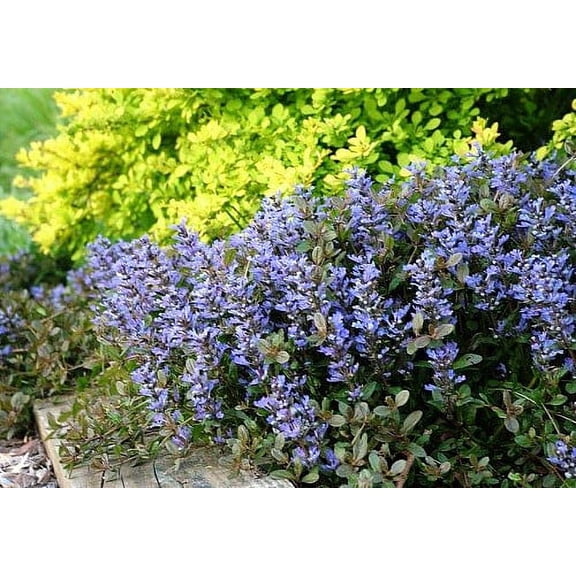 Chocolate Chip Ajuga - Carpet Bugle - Miniature Leaves - 48 Plants -1 3/4" Pot