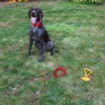 thumbnail image 4 of Dog Tie Down Ground Stakes and Cable Leads Durable Heavy Duty Outdoor Control (30 foot Heavy Duty Lead), 4 of 12