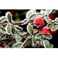 thumbnail image 4 of 40 ENGLISH HOLLY Ilex Aquifolium aka European Common or Christmas Holly Evergreen Tree Shrub Berry Seeds, 4 of 11