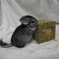 thumbnail image 2 of Rosewood  I Love Hay Cube Medium Small Animal Treats Case of 6, 2 of 6