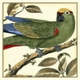 thumbnail image 2 of Martinet 20x20 Black Ornate Wood Framed with Double Matting Museum Art Print Titled - Tropical Parrot I, 2 of 4