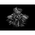 thumbnail image 2 of Carson, Brian 14x12 Black Ornate Wood Framed with Double Matting Museum Art Print Titled - Backyard Flowers Black and White 49, 2 of 4