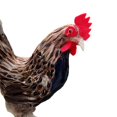 thumbnail image 3 of Dalazy Modèle de Poule Réaliste Sculpture Animale Figurine Marron m 1Set, 3 of 6